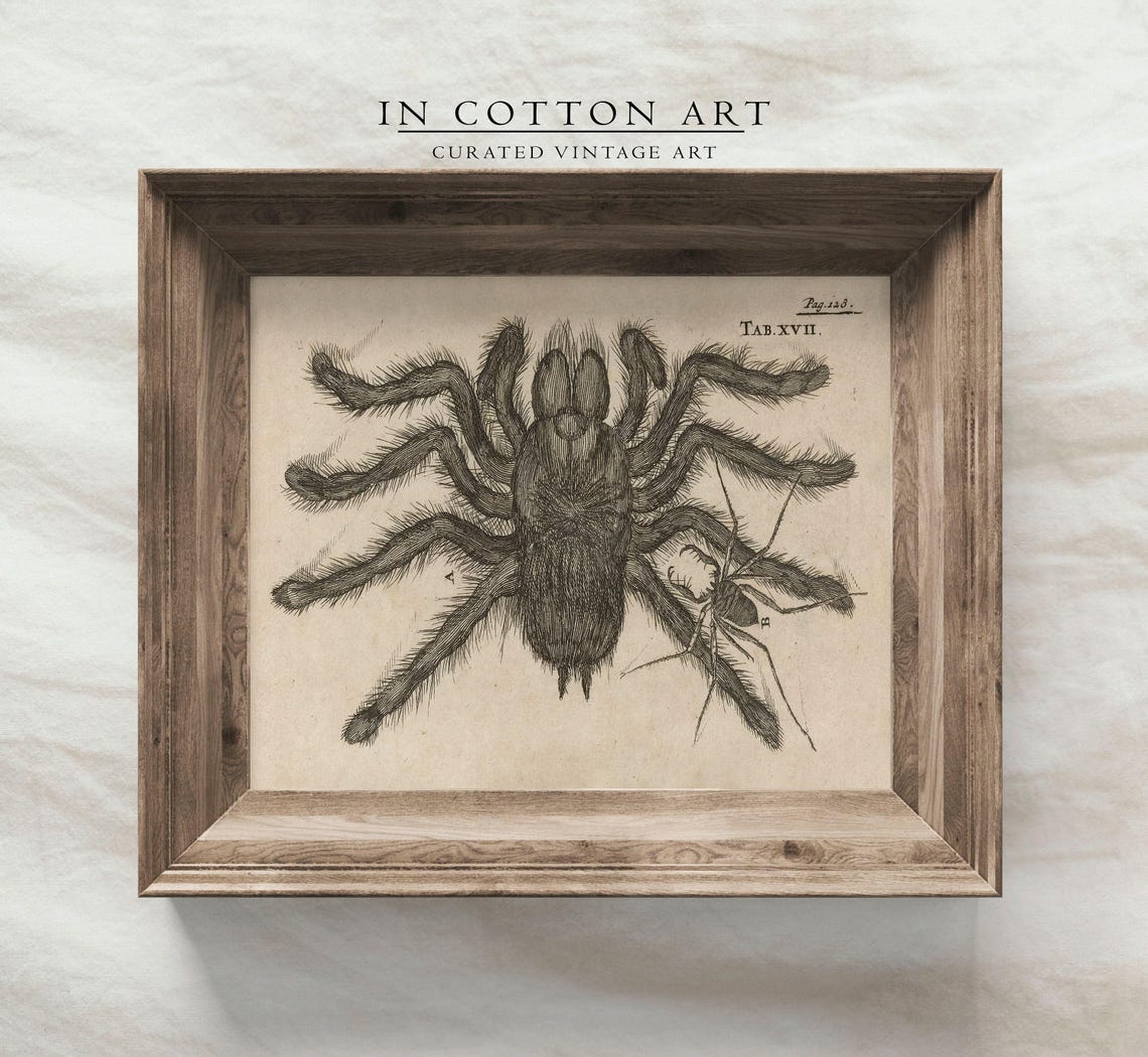 Antique Tarantula Engraving Natural History Spider Illustration Print - Image 3