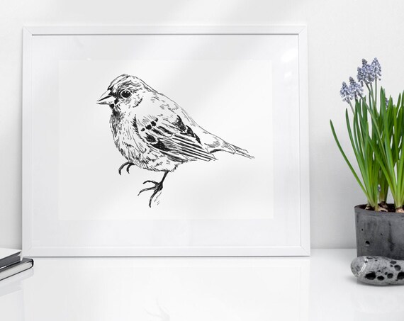 Songbird Ink Sketch Black White Small Bird Portrait Line Print