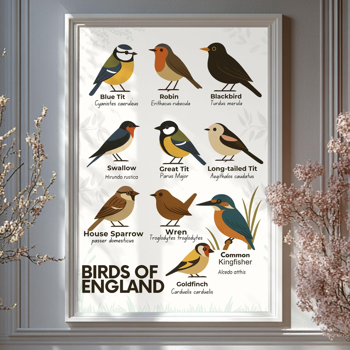 Birds Of England Chart Ten Species Names Latin Wildlife Poster