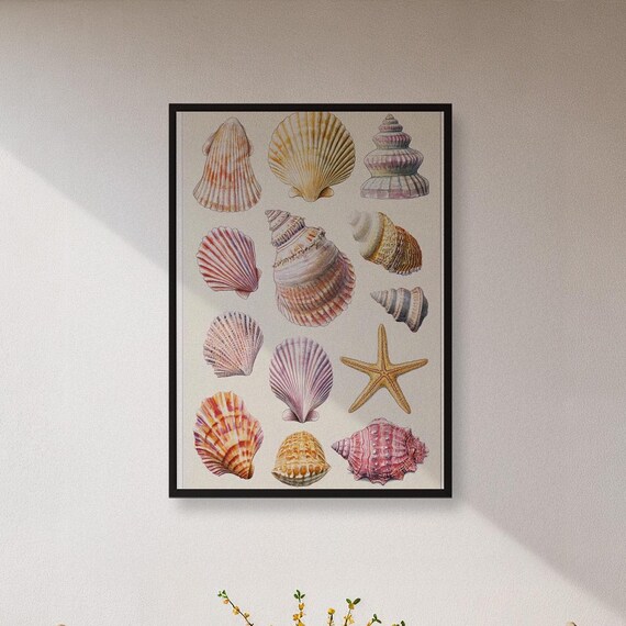 Framed Seashell Wall Art Print Coastal Beach Nature Illustration Poster Nautical Ocean Shell Decor Gift For Sea Lovers And Relaxing Homes