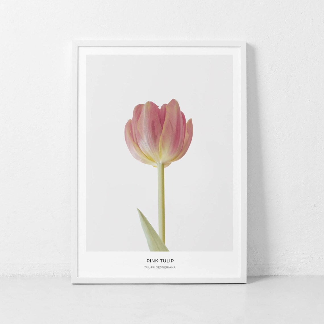Pink Tulip Botanical Flower Photography Art Print - Image 4
