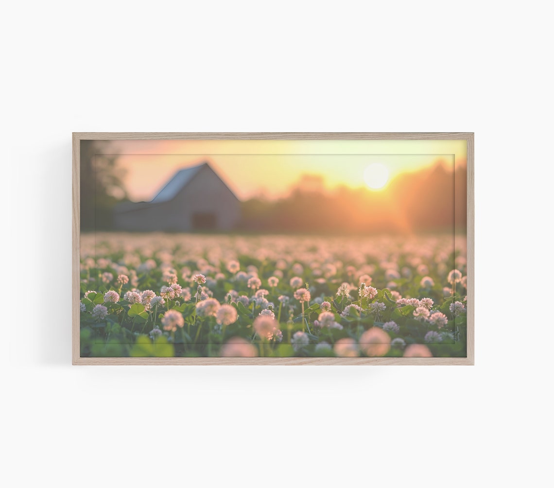 Rustic Barn Sunset Over White Clover Blossoms Field Art Poster