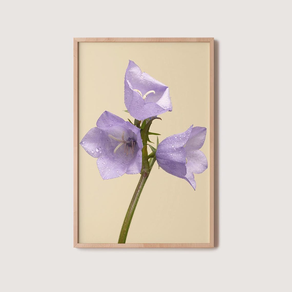 Dew-Covered Lilac Bellflower Trio On Warm Beige Floral Poster