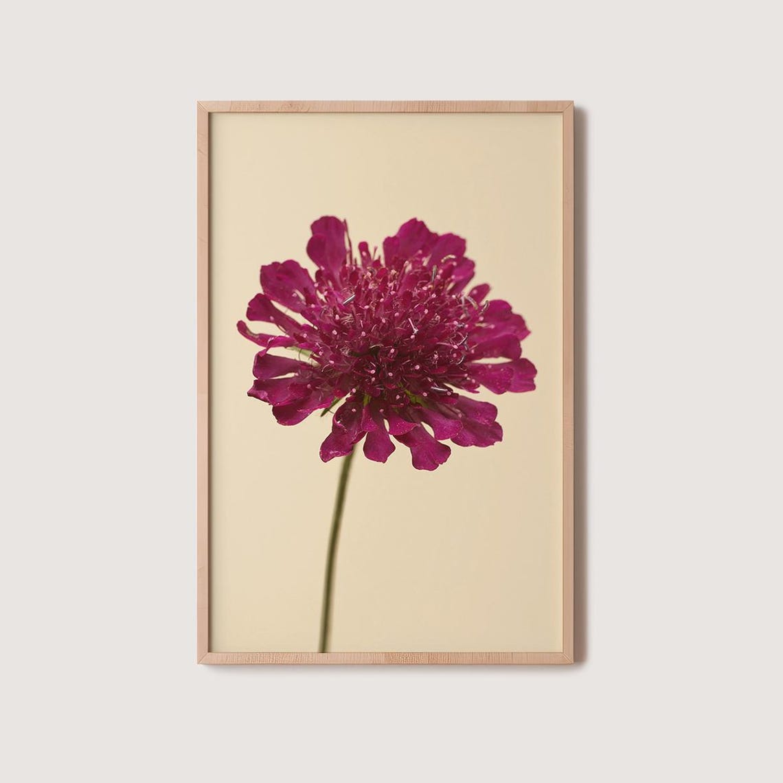 Magenta Flower Single Stem Photography Minimalist Floral Wall Art