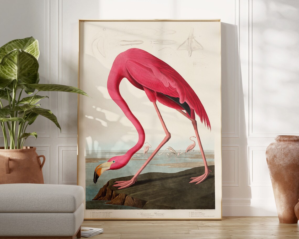 American Flamingo Vintage Ornithology Plate Bird Illustration Poster