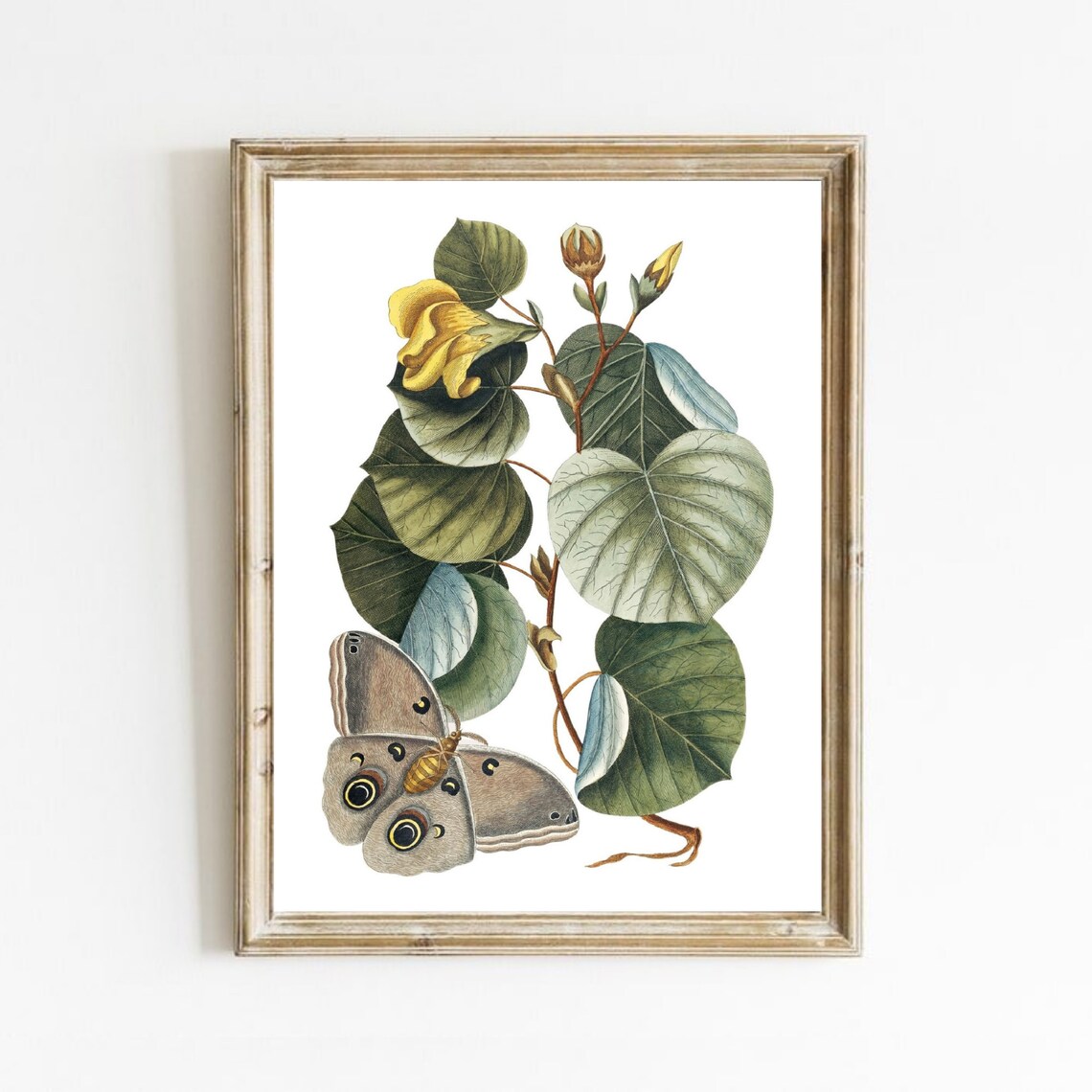 Vintage Butterfly Botanical Flower Illustration, Art Print