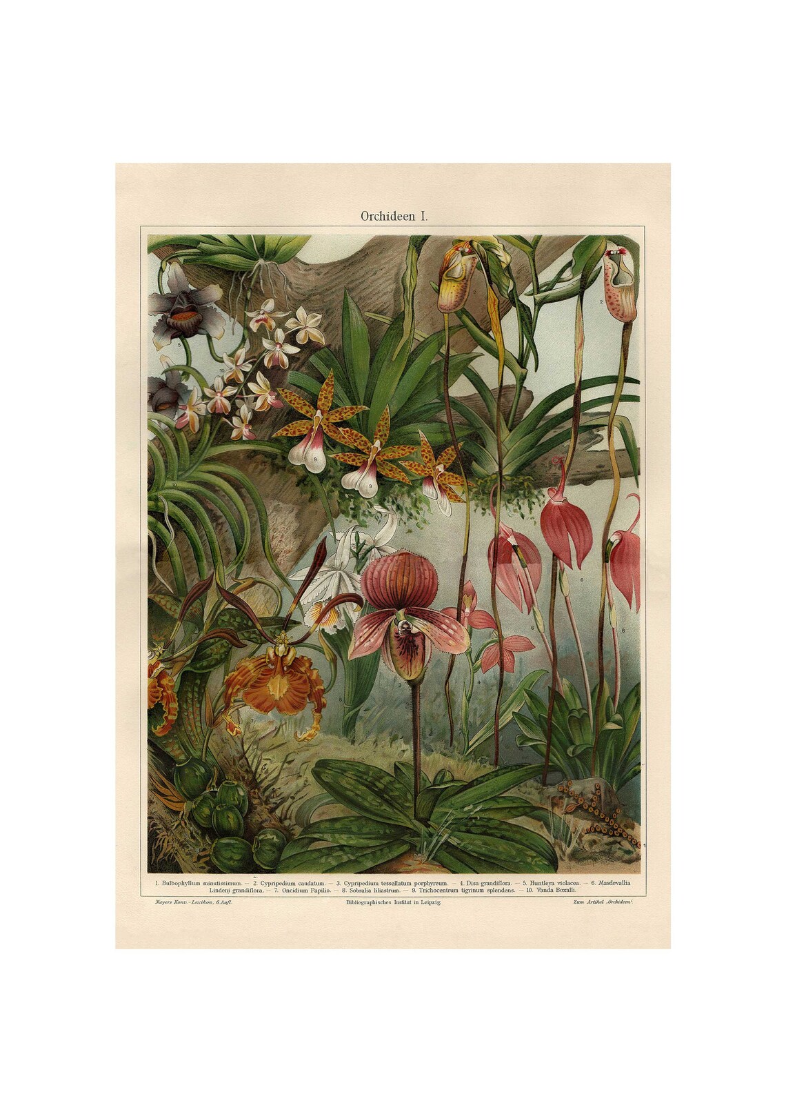 Orchid Antique Lithograph, Botanical Fine Art Print