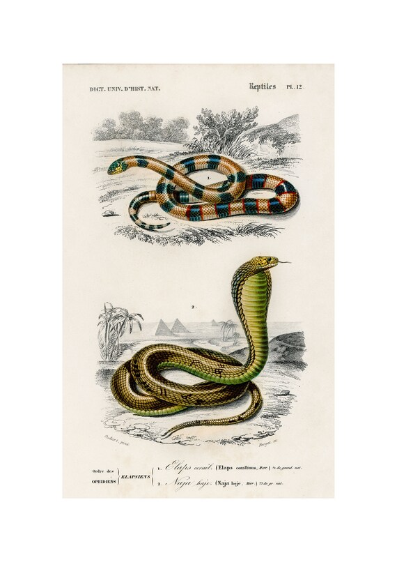 Coral Snake and Cobra 1892 Antique Reptile Lithograph Poster