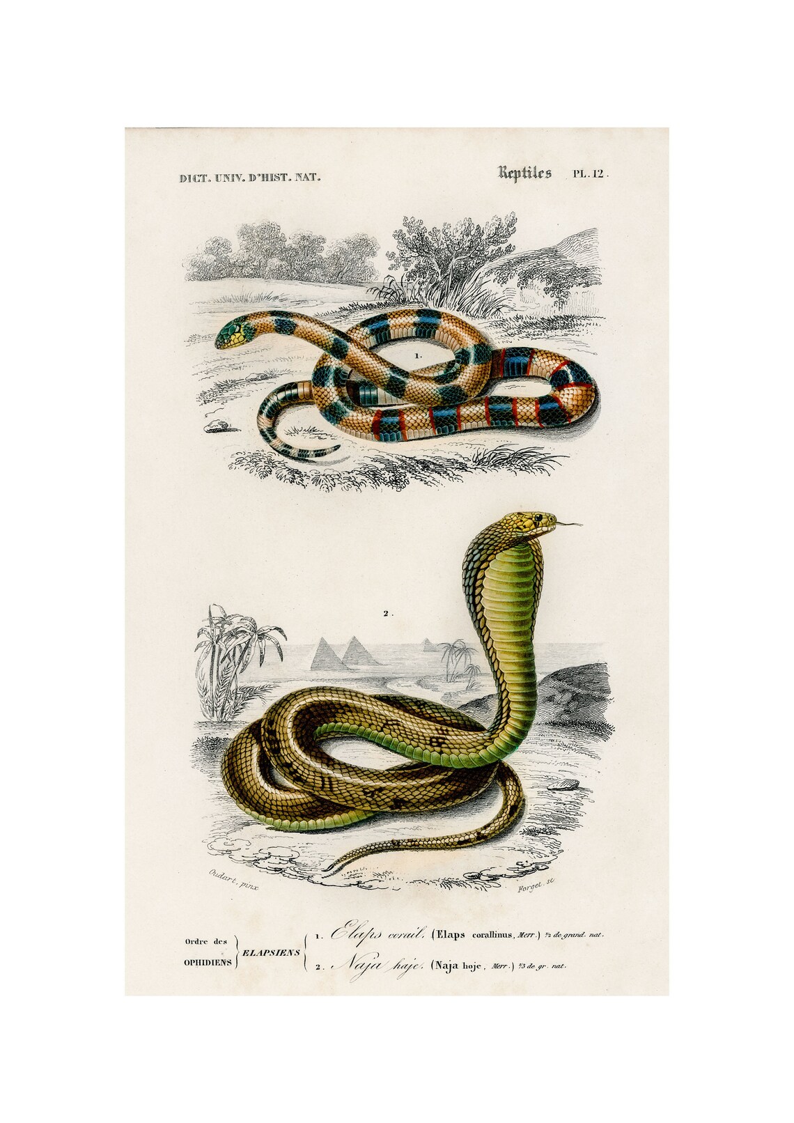 Coral Snake and Cobra 1892 Antique Reptile Lithograph Poster