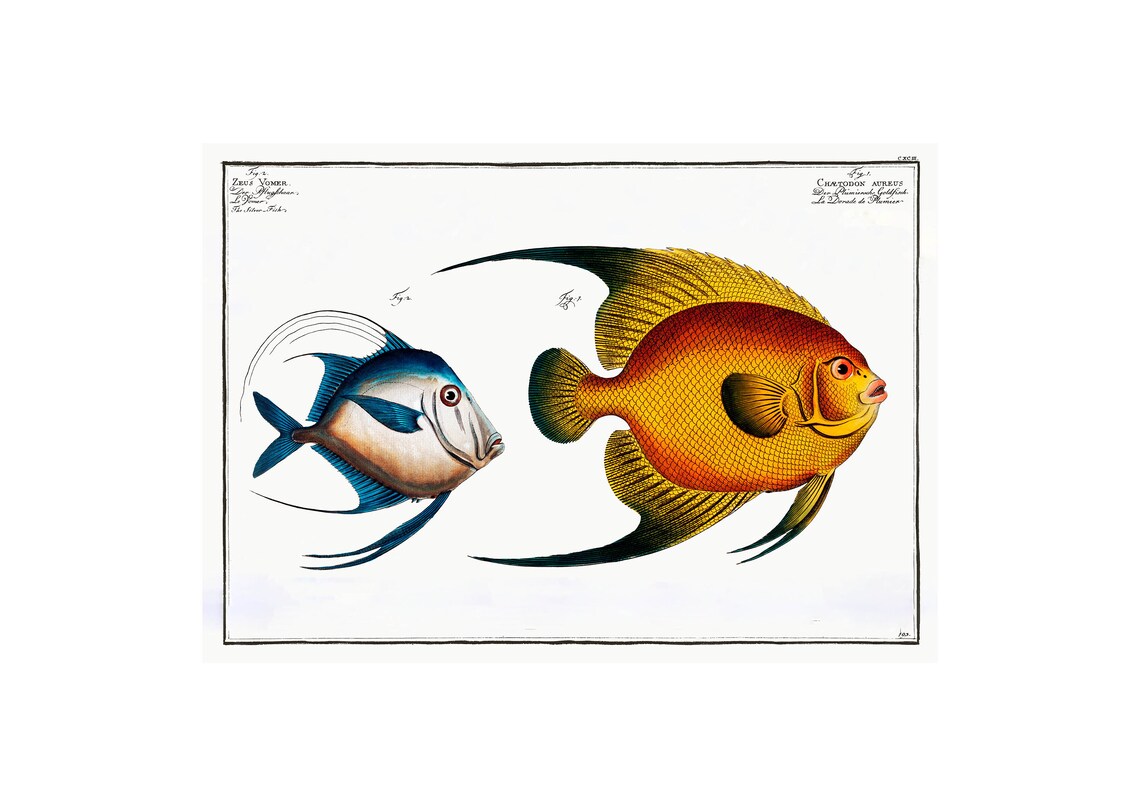 Gilt Headed Bream And Silver Fish, Antique Lithograph