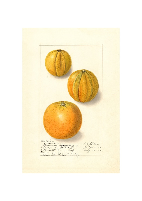 Orangespomological Watercolor Collection Oranges C 1886 1916 Giclee Fine Art Print Framedunframedcanvas