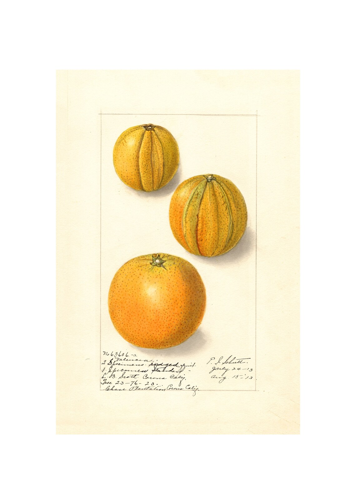 Orangespomological Watercolor Collection Oranges C 1886 1916 Giclee Fine Art Print Framedunframedcanvas