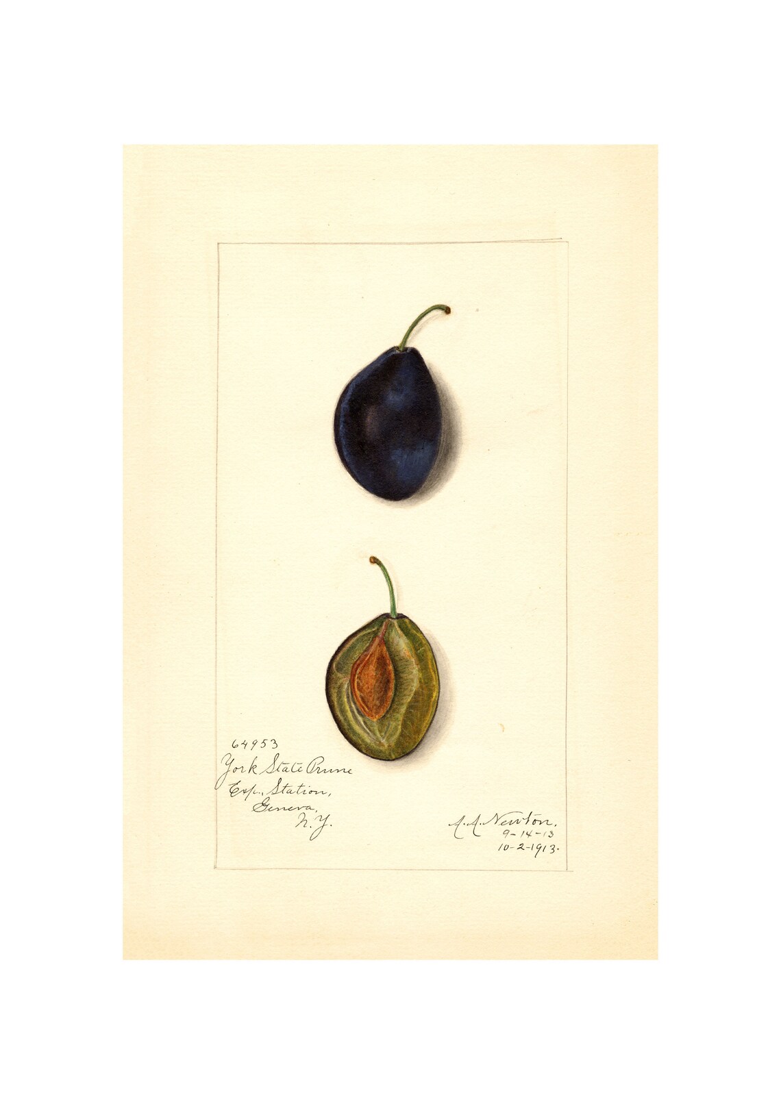 Plum Antique Lithograph, Vintage Wall Art Print