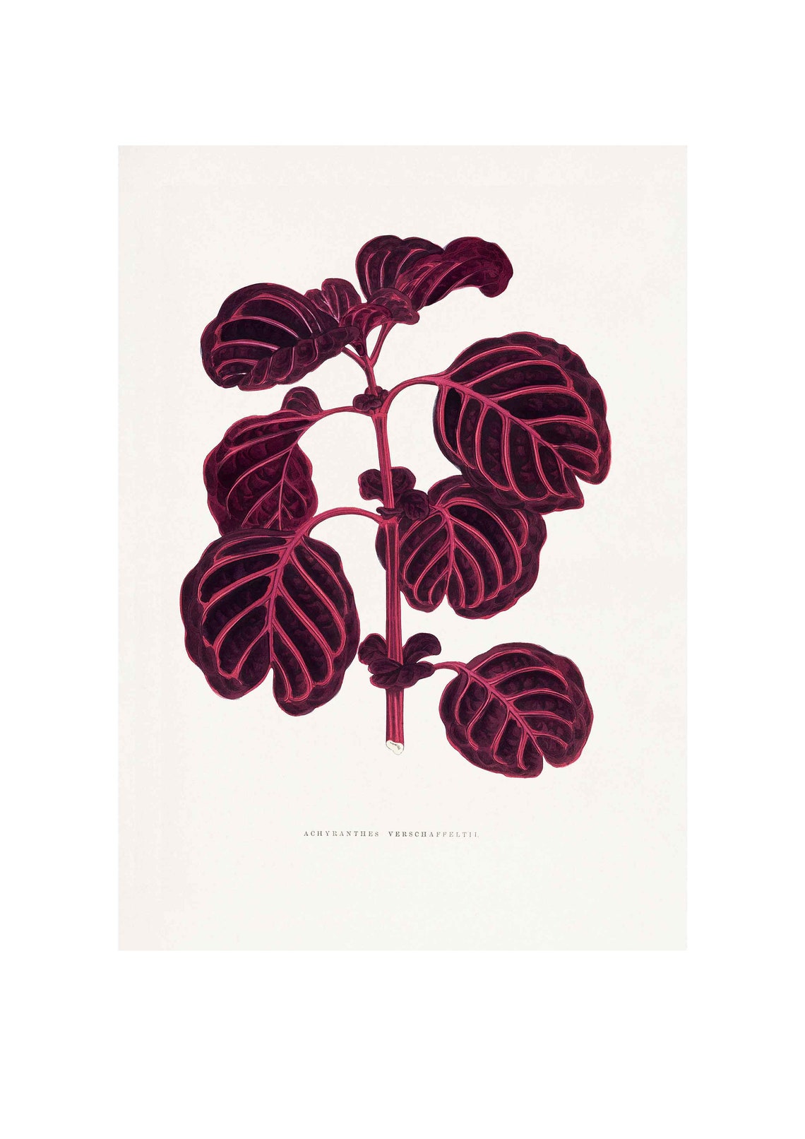 Achyranthes Verschaffeltii Pink Veined Leaf Vintage Botanical Wall Art