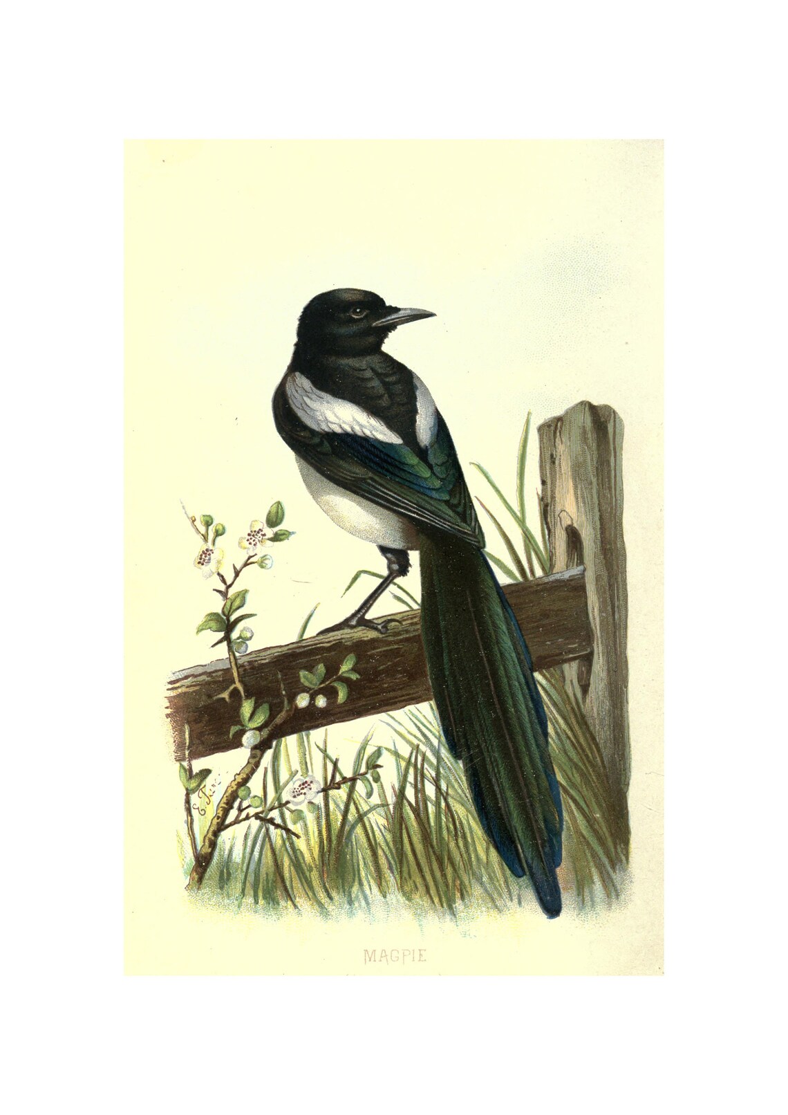 Magpie Antique Lithograph, Vintage Bird Art Print