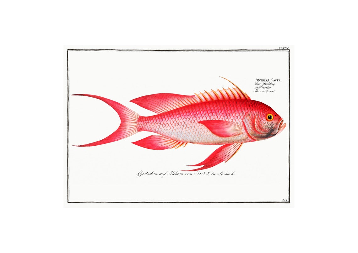 Red Grunt Anthias Sacer Antique Hand Colored Fish Engraving Poster