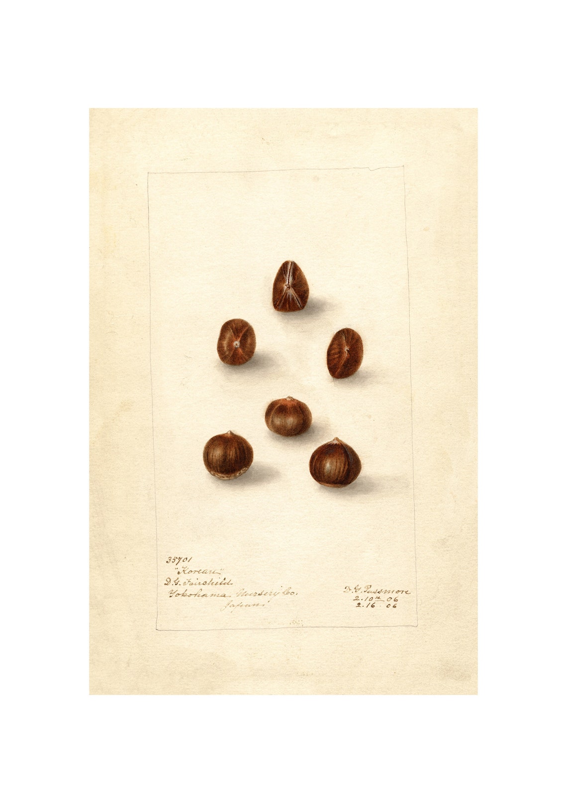 Korean Chestnuts Antique Pomological Watercolor Study Poster