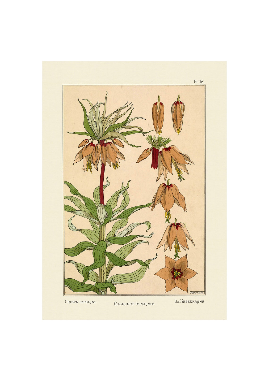 1896 Art Nouveau Crown Imperial Fritillaria Botanical Poster