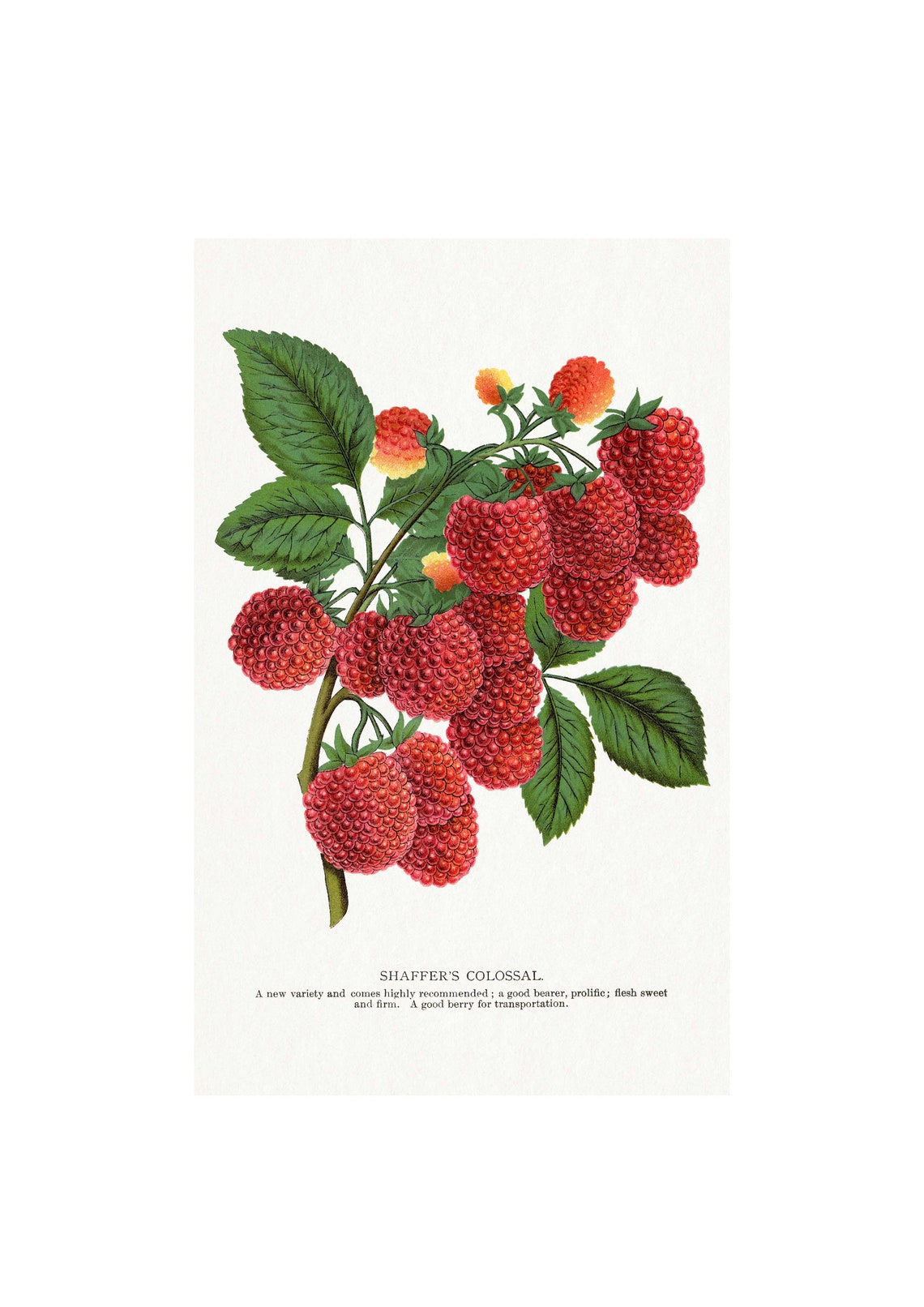 Raspberry Vintage Art Print