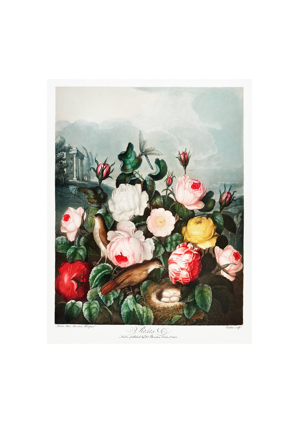Roses Antique Lithograph by Robert Thornton