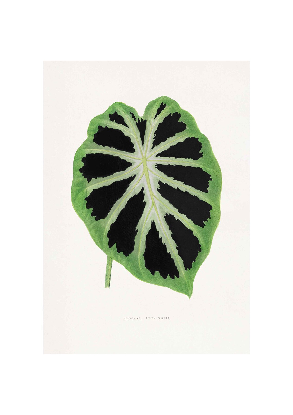 Alocasia Jenningsii Dark Veined Leaf Vintage Botanical Art Print