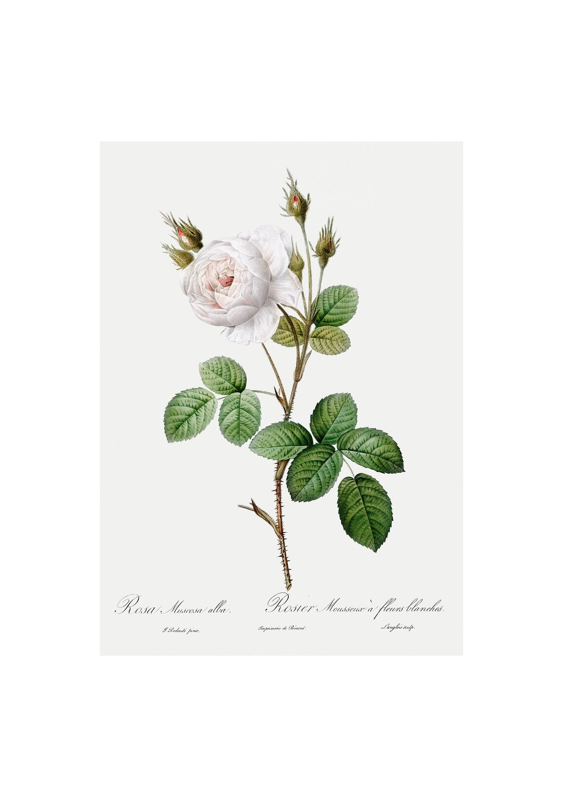 White Rose Antique Lithograph, Botanical Print