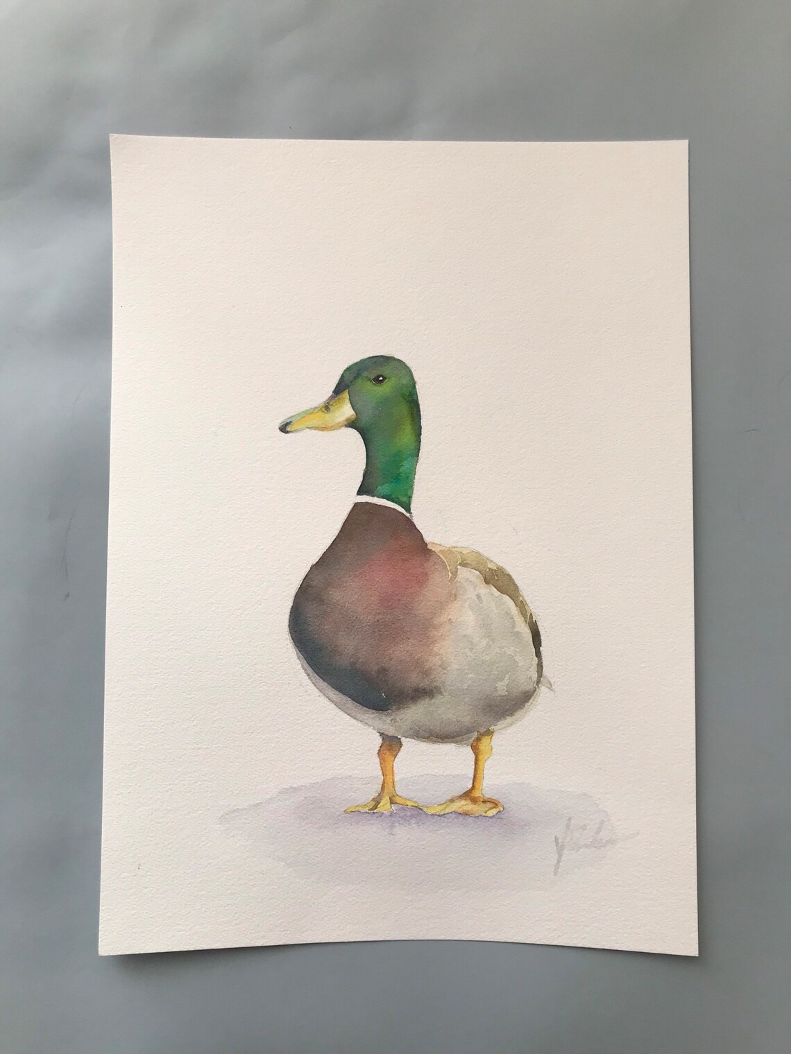 Elegant Mallard Drake in Profile Watercolor Bird Portrait Poster - Image 4