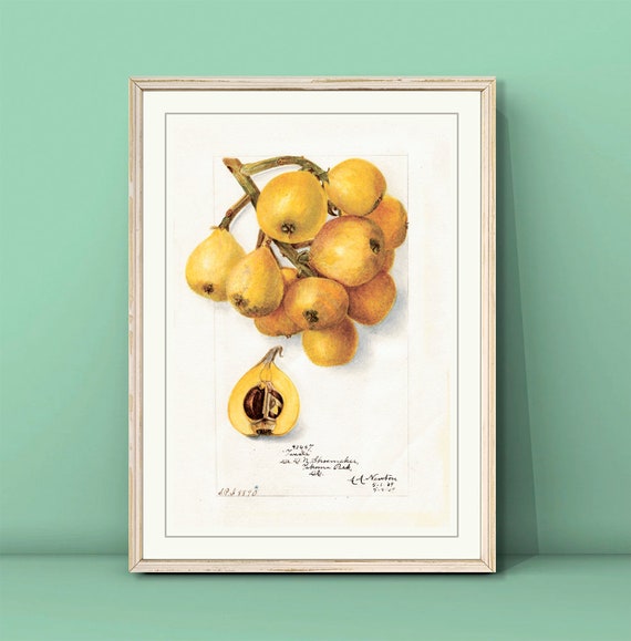 Vintage Loquats Poster Watercolor Loquats Print Kitchen Wall Art Dining Room Wall Art Vintage Fruit Poster Loquats Painting