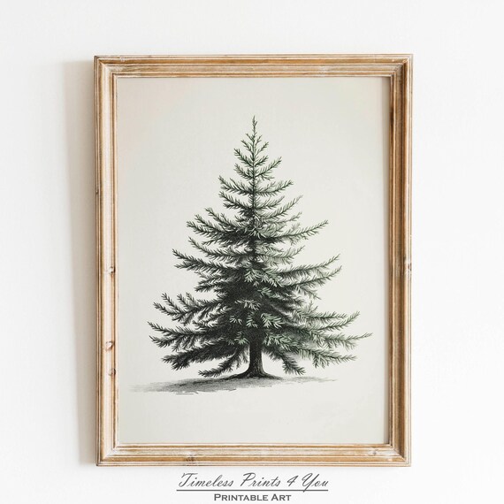 Vintage Christmas Fir Tree Botanical Sketch Antique Style Poster