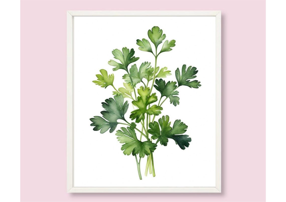 Flat Leaf Parsley Bunch Botanical Watercolor Kitchen Herb Poster - Image 6