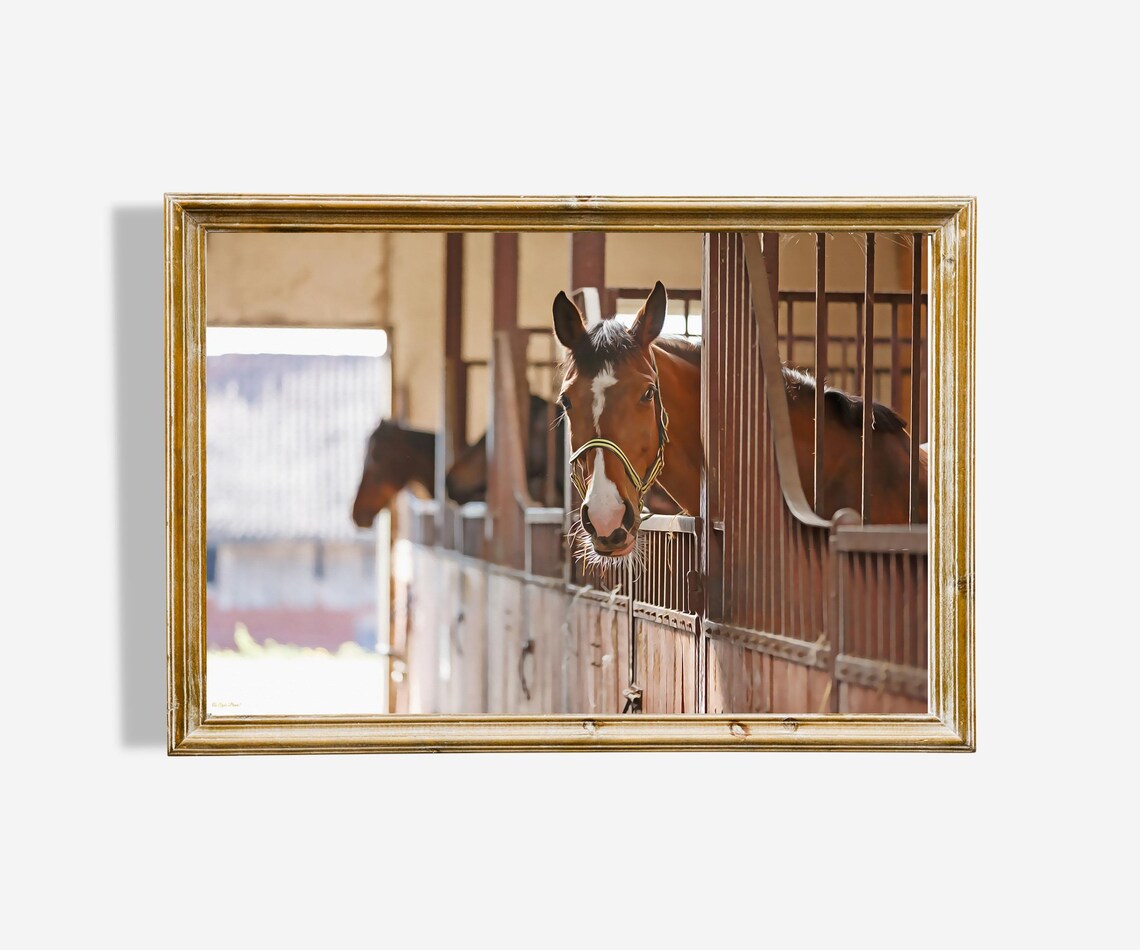 Bay Horse Peeking From Stable Equestrian Photography Art Poster