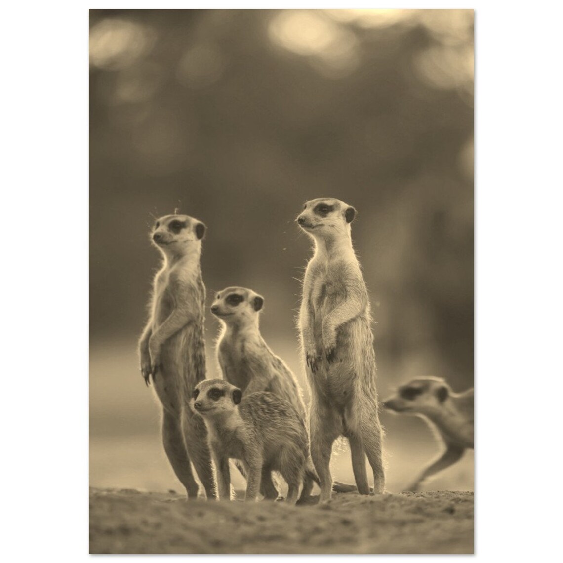 Vintage Meerkat Family Sepia Wildlife Photo Desert Animal Poster