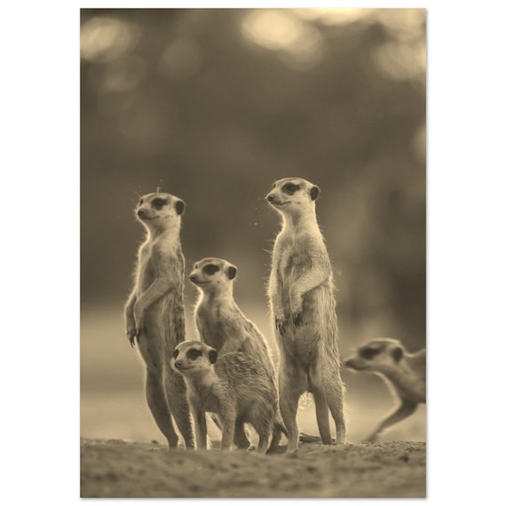 Vintage Meerkat Family Sepia Wildlife Photo Desert Animal Poster