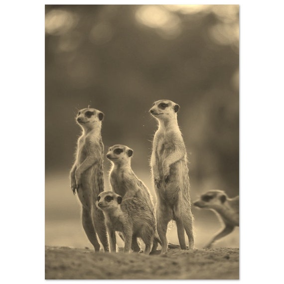 Vintage Mongoose Namibia Print Retro Sepia Travel Photo