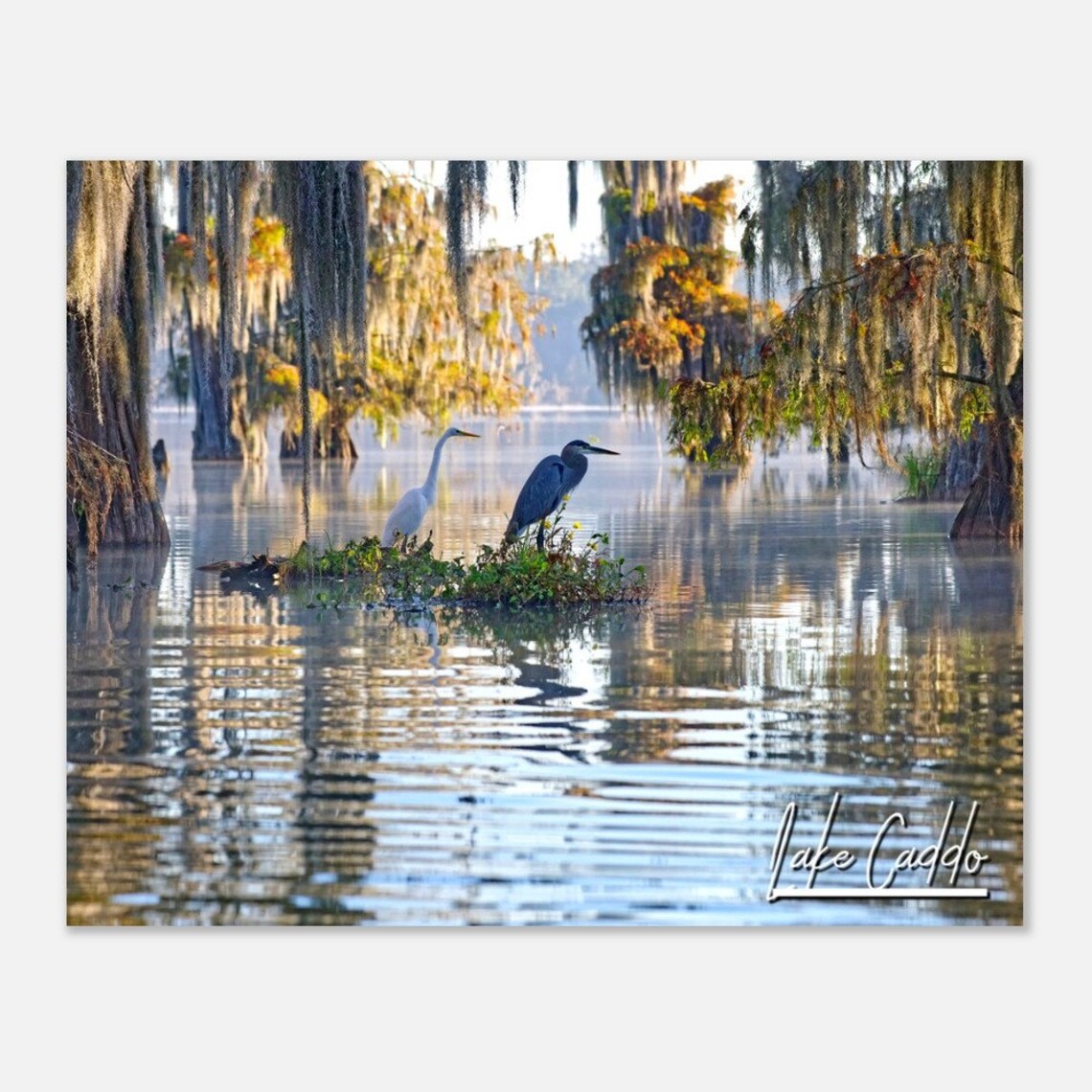 Lake Caddo Cypress Swamp Herons Morning Mist Nature Photo Poster