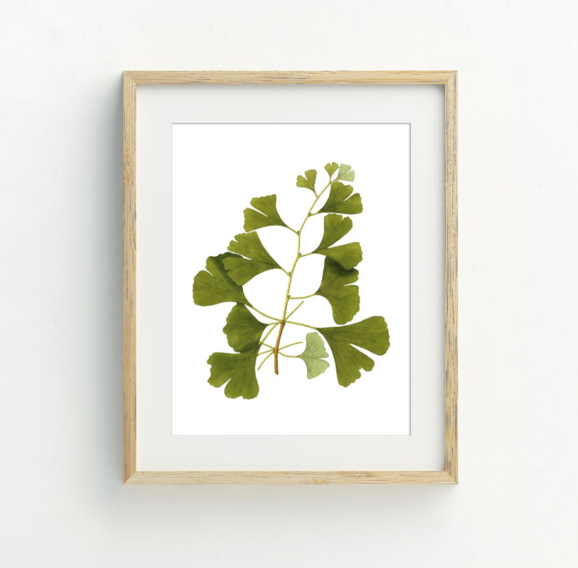 Ginkgo Botanical Art Print, Plant Wall Decor