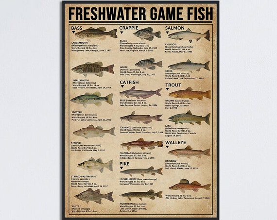 Freshwater Game Fish Knowledge, Vintage Fishing Poster
