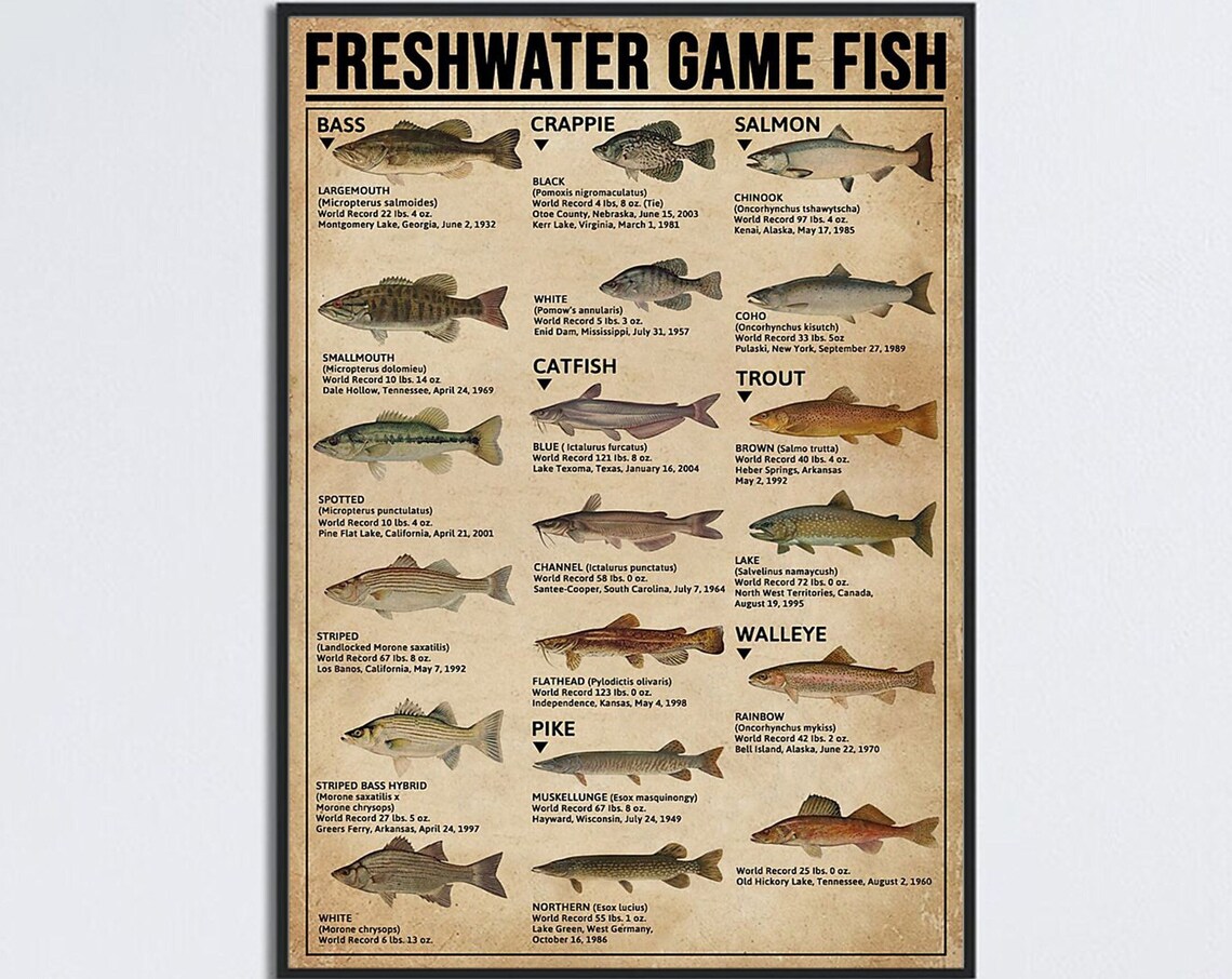 Freshwater Game Fish Knowledge, Vintage Fishing Poster