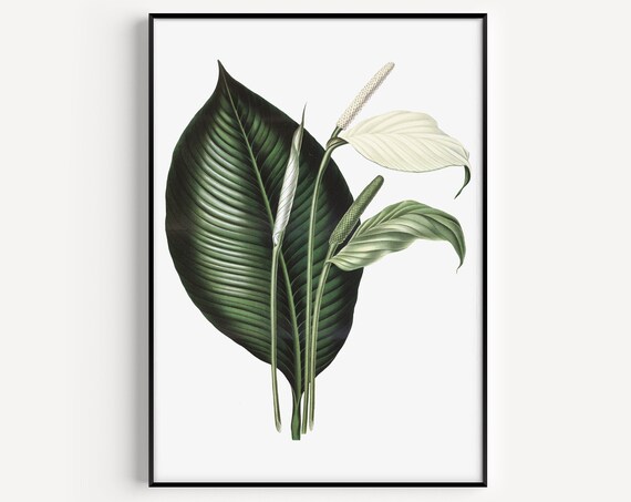 Wall Art Lily Flower Minimalist Prints Print Peace