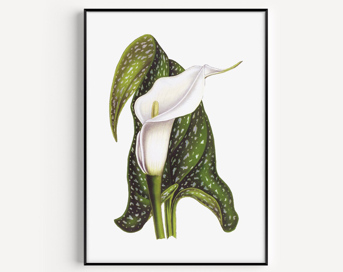 Lily Flower Minimalist Art Print