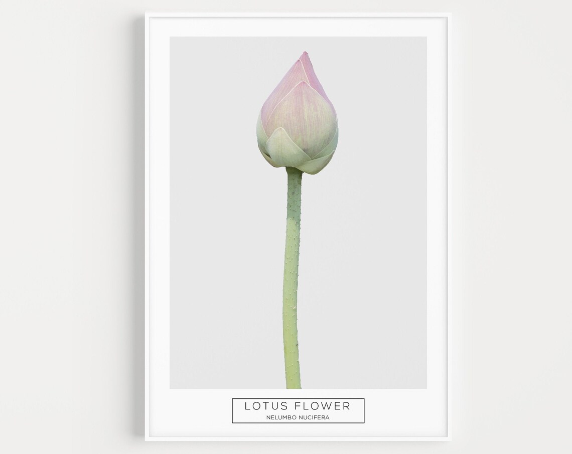 Lotus Flower Nelumbo Nucifera Minimalist Botanical Art Print