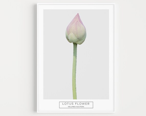 Wall Art Print Botanical Flower Minimalist