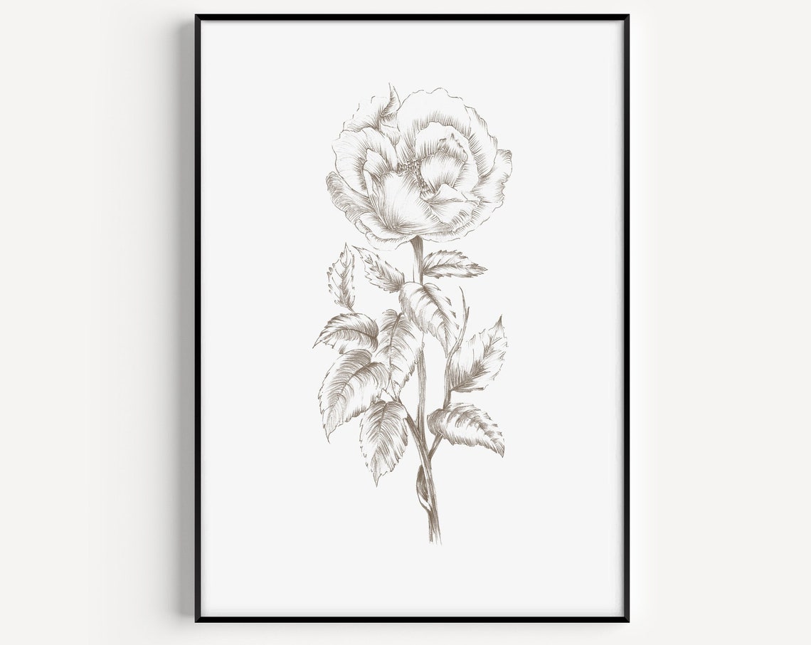 Hand Drawn Rose Botanical Sketch Minimalist Line Flower Poster