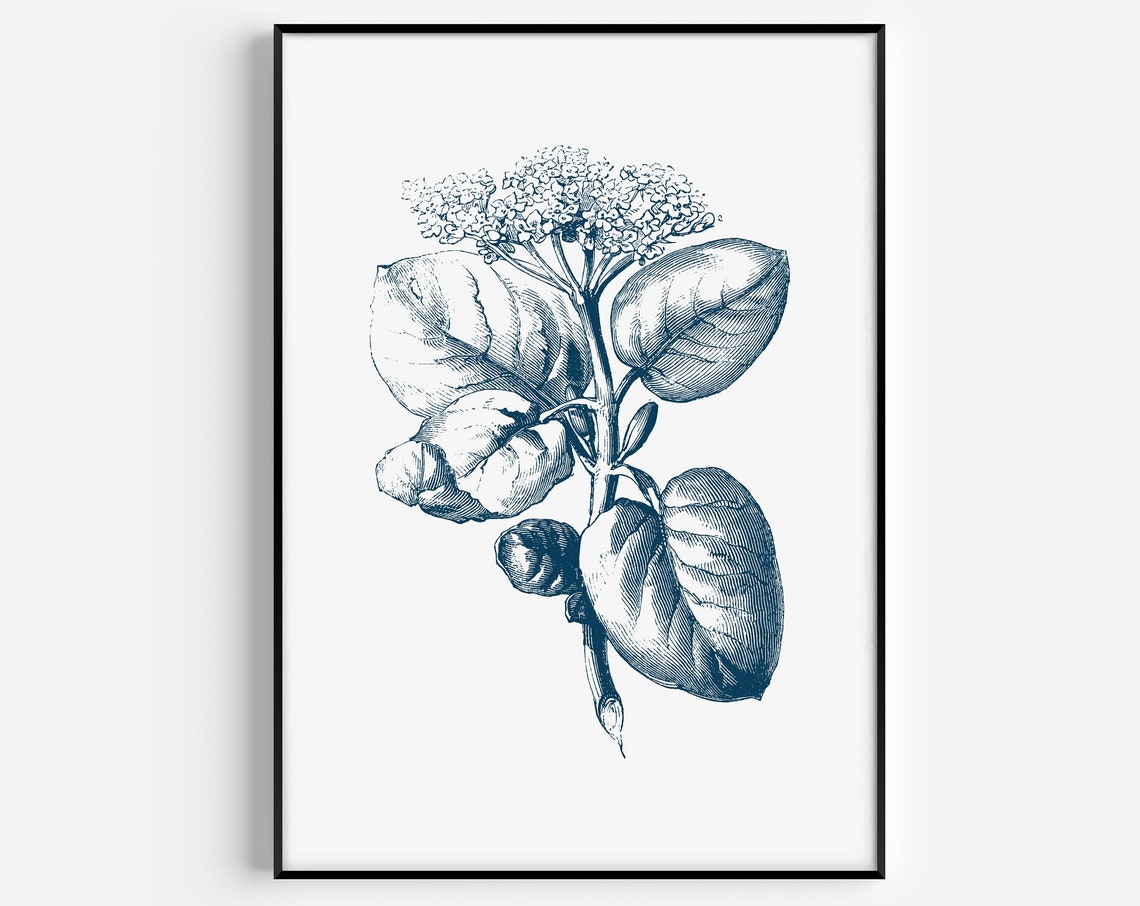 Botanical Poster Blue Engraved Flowering Plant Minimalist Art