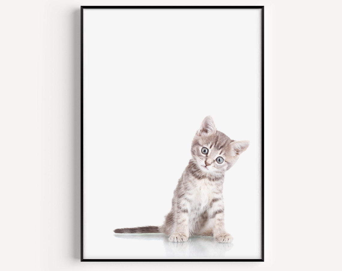 Cute Grey Tabby Kitten White Background Minimalist Cat Photo Poster
