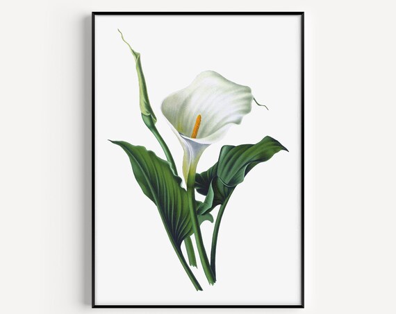 White Calla Lily Botanical Vintage Flower Illustration Minimal Poster
