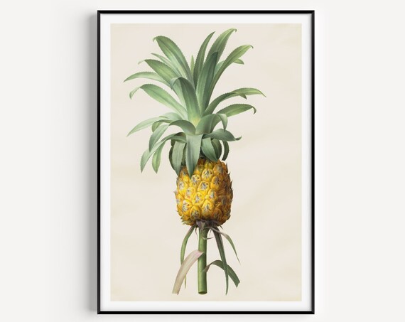 Vintage Pineapple Botanical Illustration Tropical Fruit Art Poster