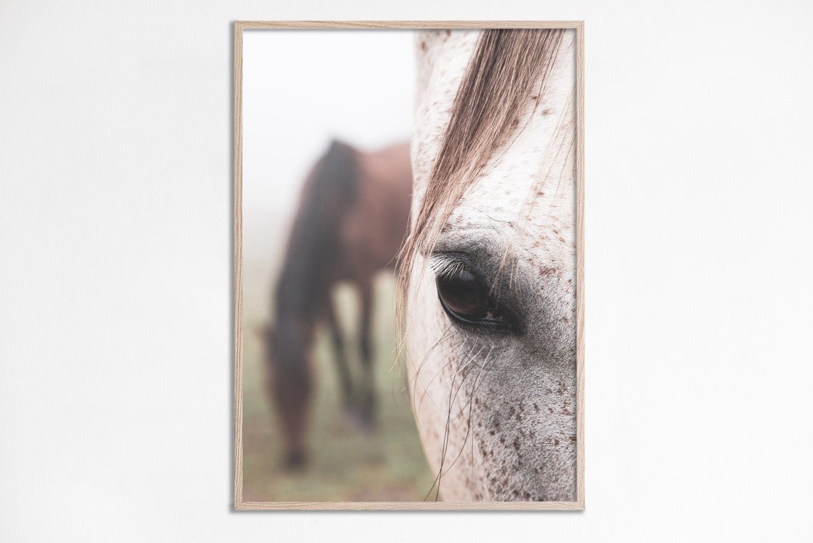 White Horse Eye Close-Up Photo Equestrian Farmhouse Wall Poster