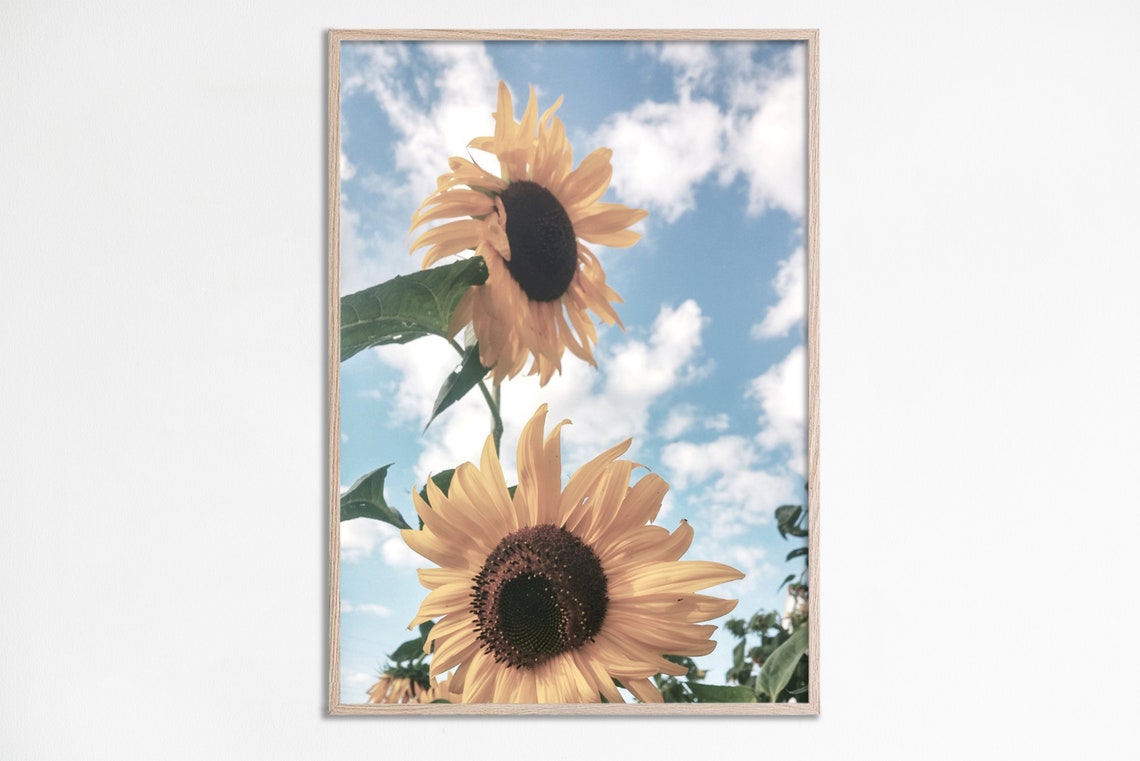 Sunflowers Against Blue Sky Bright Floral Photography Poster