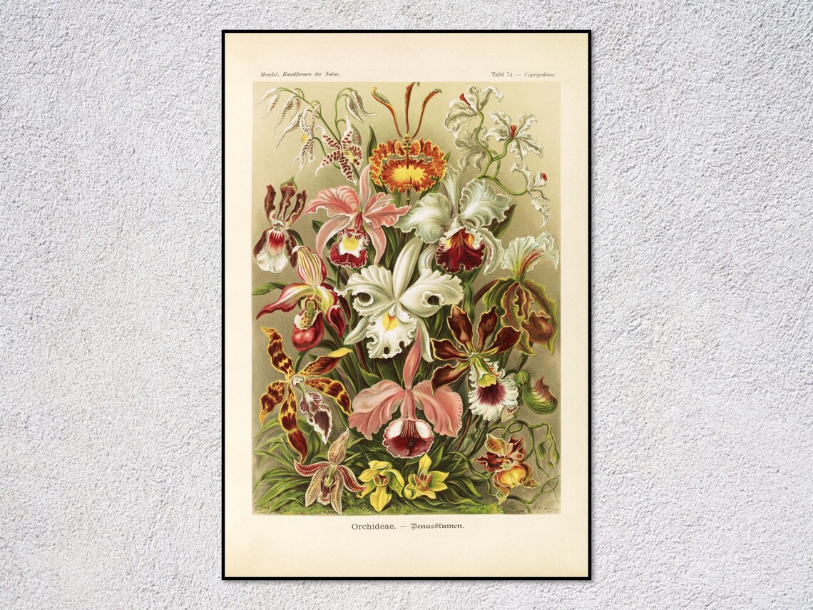 Haeckel Orchideae Orchid Botanical Vintage Natural History Print